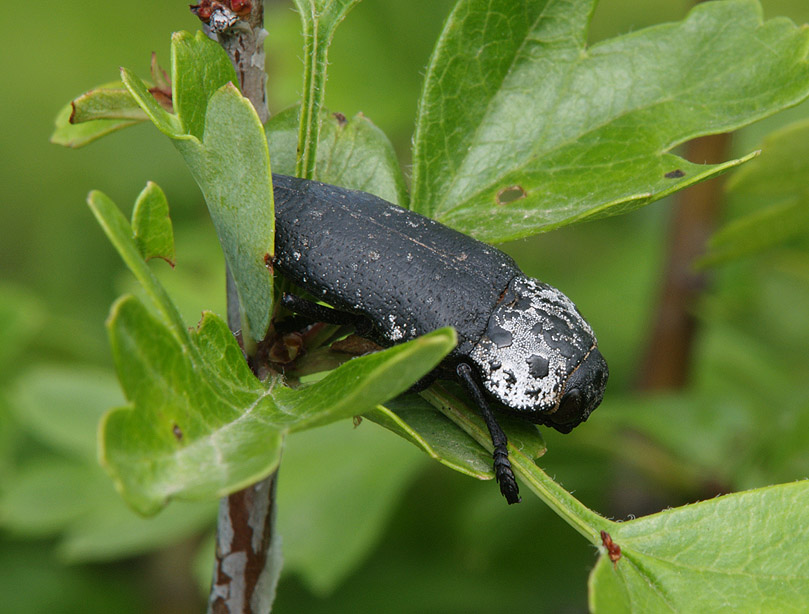 Buprestidae: Capnodis tenebrionis